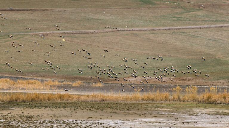 Tol Gölü: Kurtlardan Turnalara Uzanan Ekosistem Hikayesi ve Değişen Ekoloji ile Artan Tehditler Altında Bir Sulak Alanın Geleceği