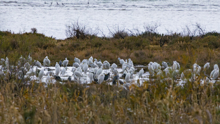 Dilek Yarımadası Büyük Menderes Deltası Milli Parkı’nda Neler Oluyor?