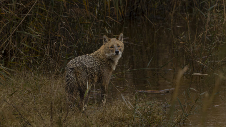 Milleyha Sulak Alanı: Dünü ve Bugünüyle Bir Doğal Mirasın Durumu